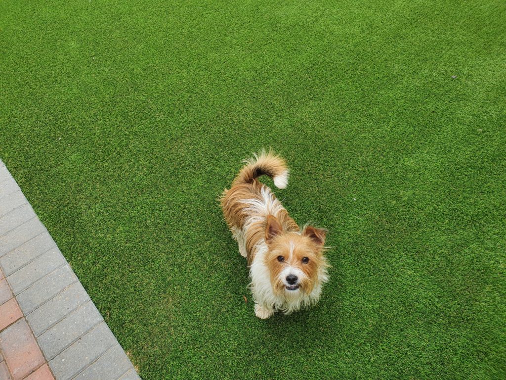 Photo of a dog on artificial turf looking at camera