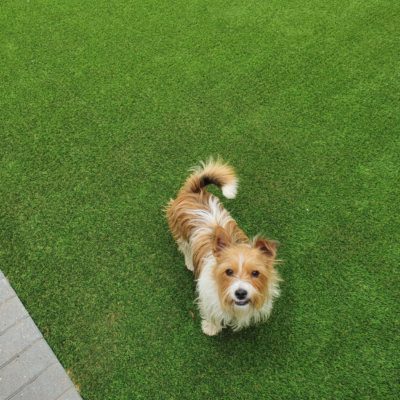 Photo of a dog on artificial turf looking at camera