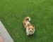 Photo of a dog on artificial turf looking at camera