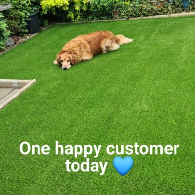 Photo of a dog laid on artificial grass